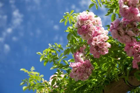 Flowers in Spring Stock Photos