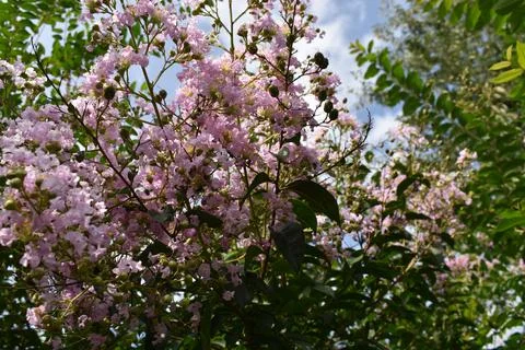 Flowers in spring Stock Photos