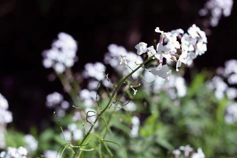 Flowers in Spring Stock Photos