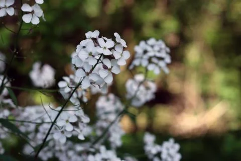 Flowers in Spring Stock Photos