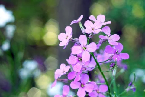 Flowers in Spring Stock Photos