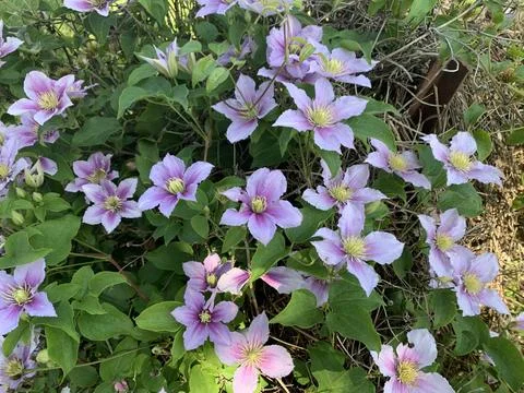 Flowers in spring Stock Photos