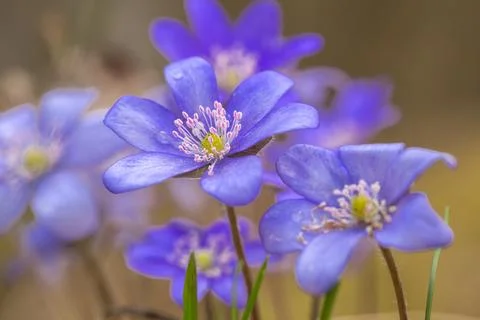 Flowers of spring Foto stock