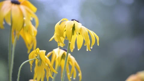 Flowers in the spring rain Stock Footage 152223537