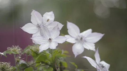 Flowers in the spring rain Stock Footage 152223591