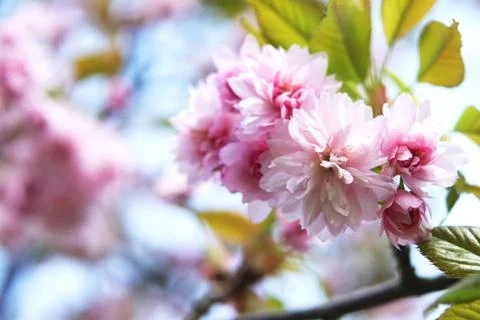 Flowers of spring sakura Stock Photos
