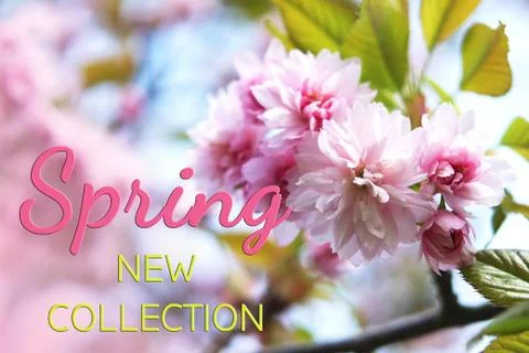 Flowers of spring sakura Stock Photos
