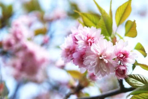 Flowers of spring sakura Stock Photos