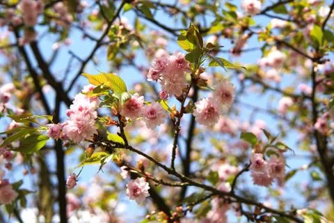 Flowers of spring sakura Foto stock