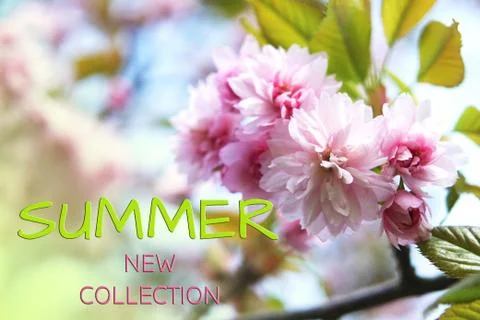Flowers of spring sakura. Stock Photos