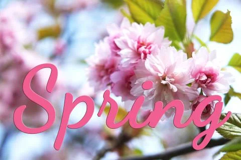 Flowers of spring sakura Foto stock