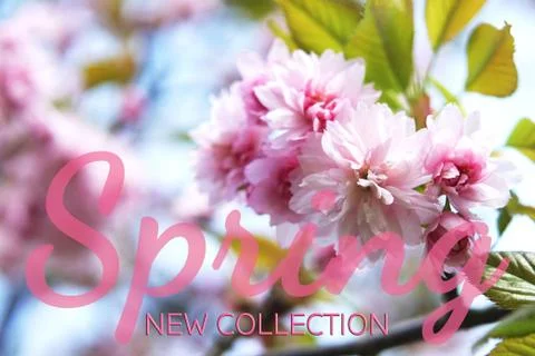 Flowers of spring sakura Stock Photos