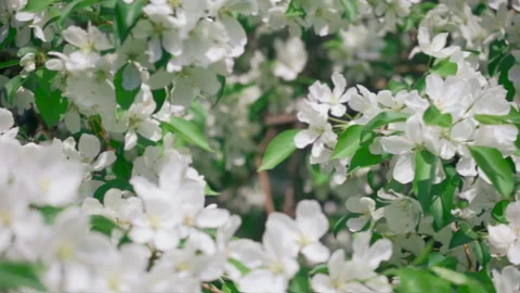 Flowers spring seamless infinite loop panorama. Ideal beautiful blossom apple Stock Footage 108025616