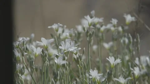 Flowers in the spring sun Stock Footage 159476684