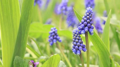 Flowers in spring in sunny weather Stock Footage 239092143