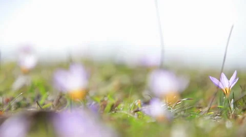 Flowers in spring sunshine 動画素材 62758591