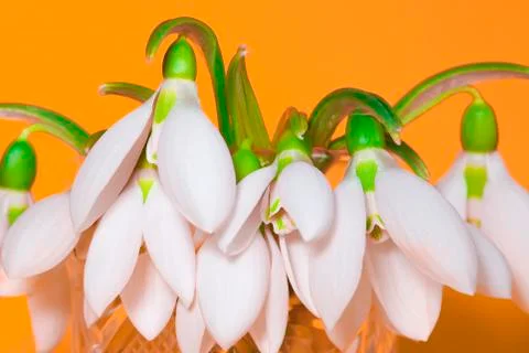 Flowers spring symbol Stock Photos