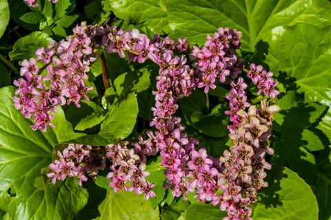 Flowers in the spring time Stock Photos