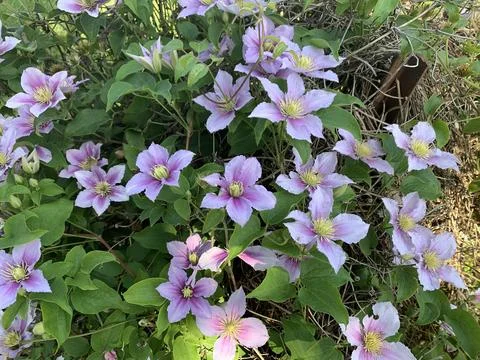 Flowers in the spring time Stock Photos