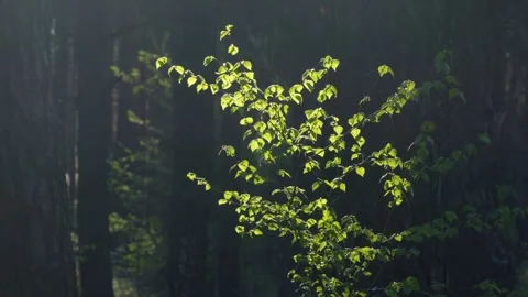 Flowers spring tree sun wind bloom colorful branch plant flora Stock Footage 308176407