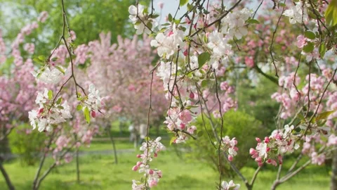 Flowers spring tree sun wind bloom colorful branch plant flora Vídeos de archivo 308177224