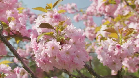 Flowers spring tree sun wind bloom colorful branch plant flora Stock Footage 308179410