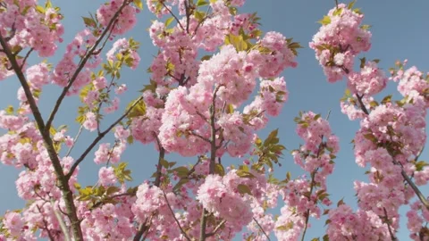 Flowers spring tree sun wind bloom colorful branch plant flora Stock Footage 308180004