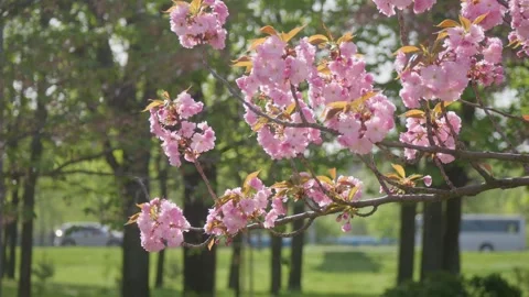 Flowers spring tree sun wind bloom colorful branch plant flora Video stock 308180683