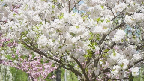 Flowers spring tree sun wind bloom colorful branch plant flora Stock Footage 308181085