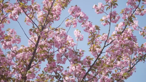 Flowers spring tree sun wind bloom colorful branch plant flora Stock Footage 308181129