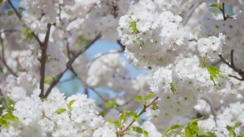 Flowers spring tree sun wind bloom colorful branch plant flora Video stock 308181213