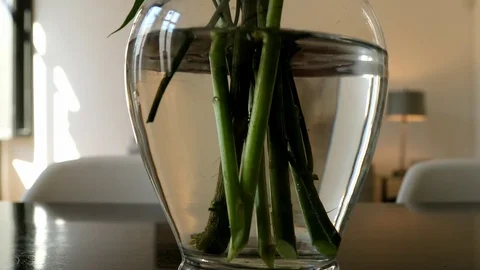 Flowers springtime Stock Footage 81136499