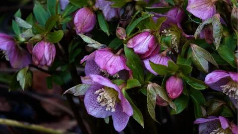 Flowers in springtime. Stock Photos