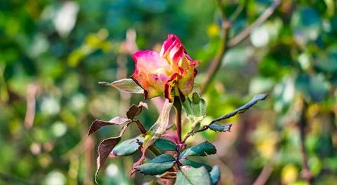 The Flowers in springtime, Stock Photos