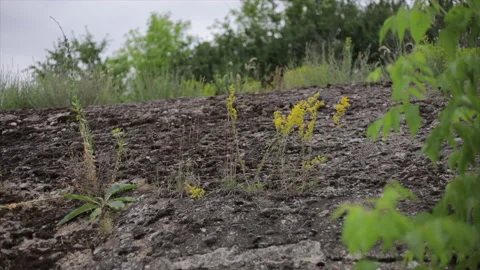 Flowers sprouting through concrete 4K 스톡 동영상 172313053
