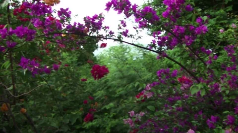 Flowers on St. John, USVI Stock Footage 72571430