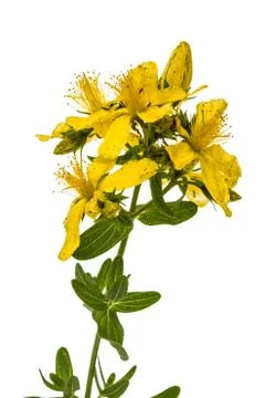 Flowers  of St. John's wort (Hypericum perforatum), isolated on white backgro Stock-Fotos