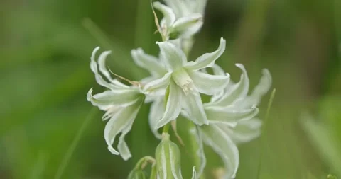 Flowers of Star-of-Bethlehem close up Stock Footage 160503594