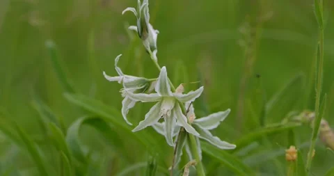 Flowers of Star-of-Bethlehem close up Stock Footage 160503697