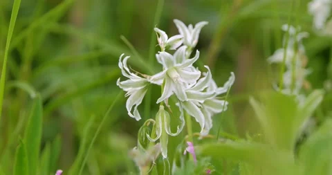 Flowers of Star-of-Bethlehem close up Stock Footage 160503723