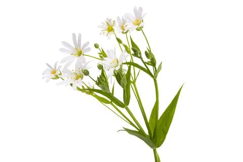Flowers Starflower lanceolate isolated Stock Photos
