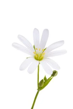 Flowers Starflower lanceolate isolated Stock Photos