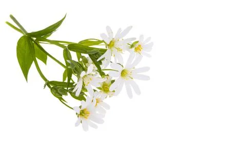 Flowers Starflower lanceolate isolated Stock Photos