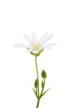 Flowers Starflower lanceolate isolated Stock Photos