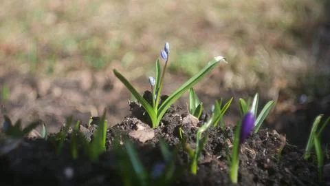 Flowers start to bloom Stock Photos