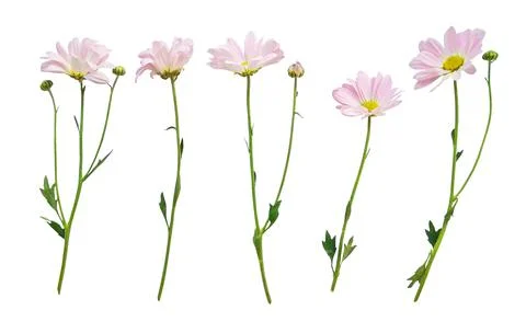 Flowers with stems isolated 스톡 사진