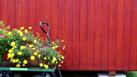 Flowers stir in a light wind, sitting in front of a red barn, 4K Video stock 141220199