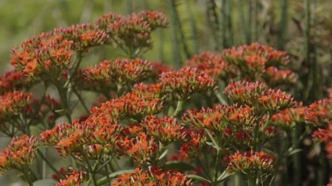 The flowers of the stonecrop tree are red. Stockbeeldmateriaal 333301117