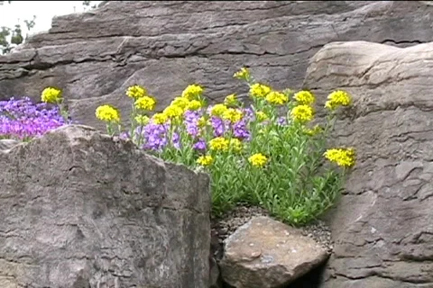 Flowers on stones. Video stock 418754