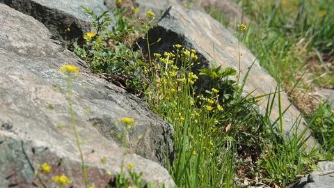 Flowers on stones Stock Footage 129535965